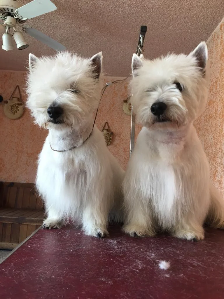 cachorros-west-highland-white-terrier-queretaro-4
