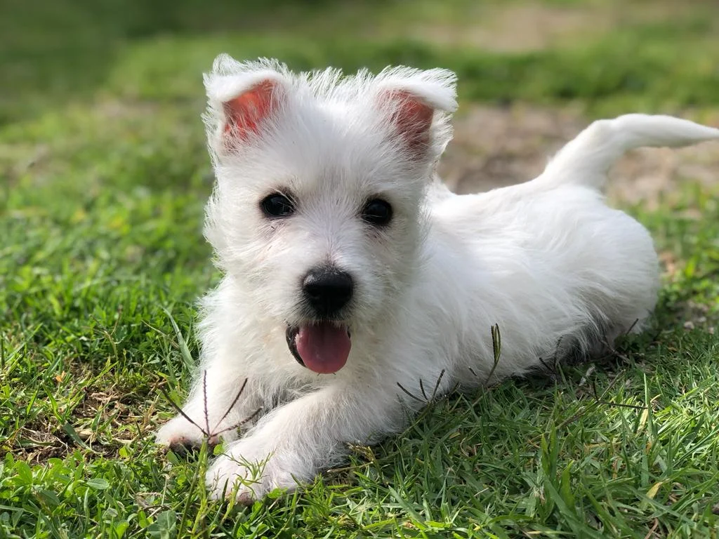 queretaro-cachorros-west-highland-white-terrier-1