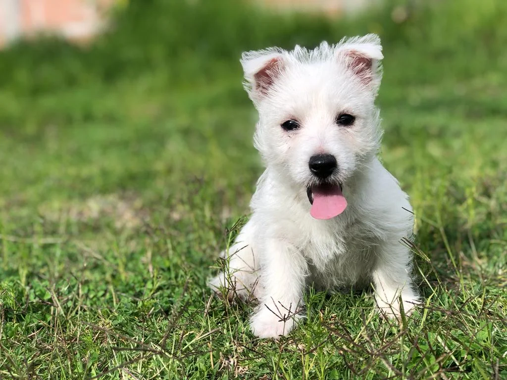 queretaro-cachorros-west-highland-white-terrier-3
